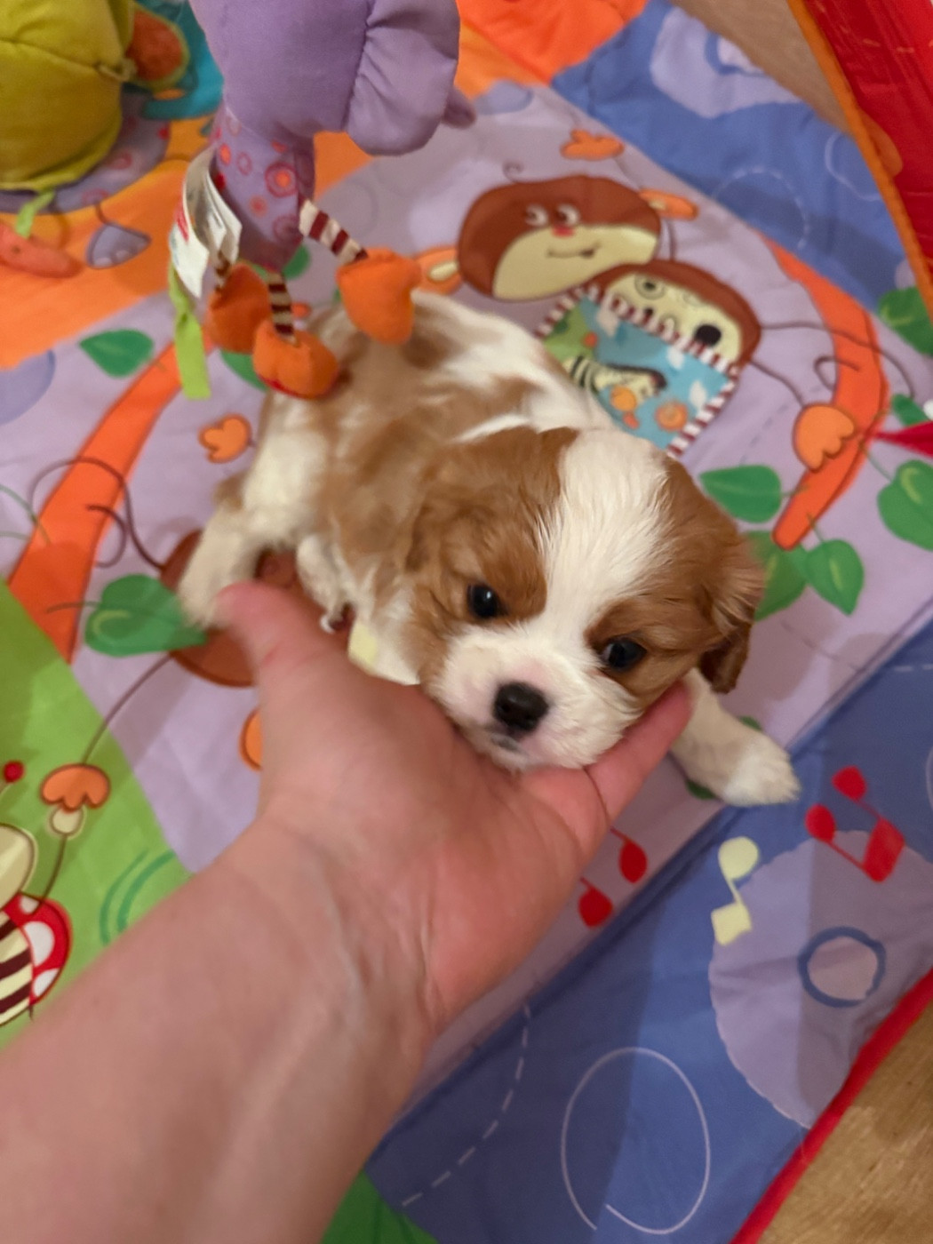 Des Mémoires De La Forêt D’Arduinna - Chiots disponibles - Cavalier King Charles Spaniel