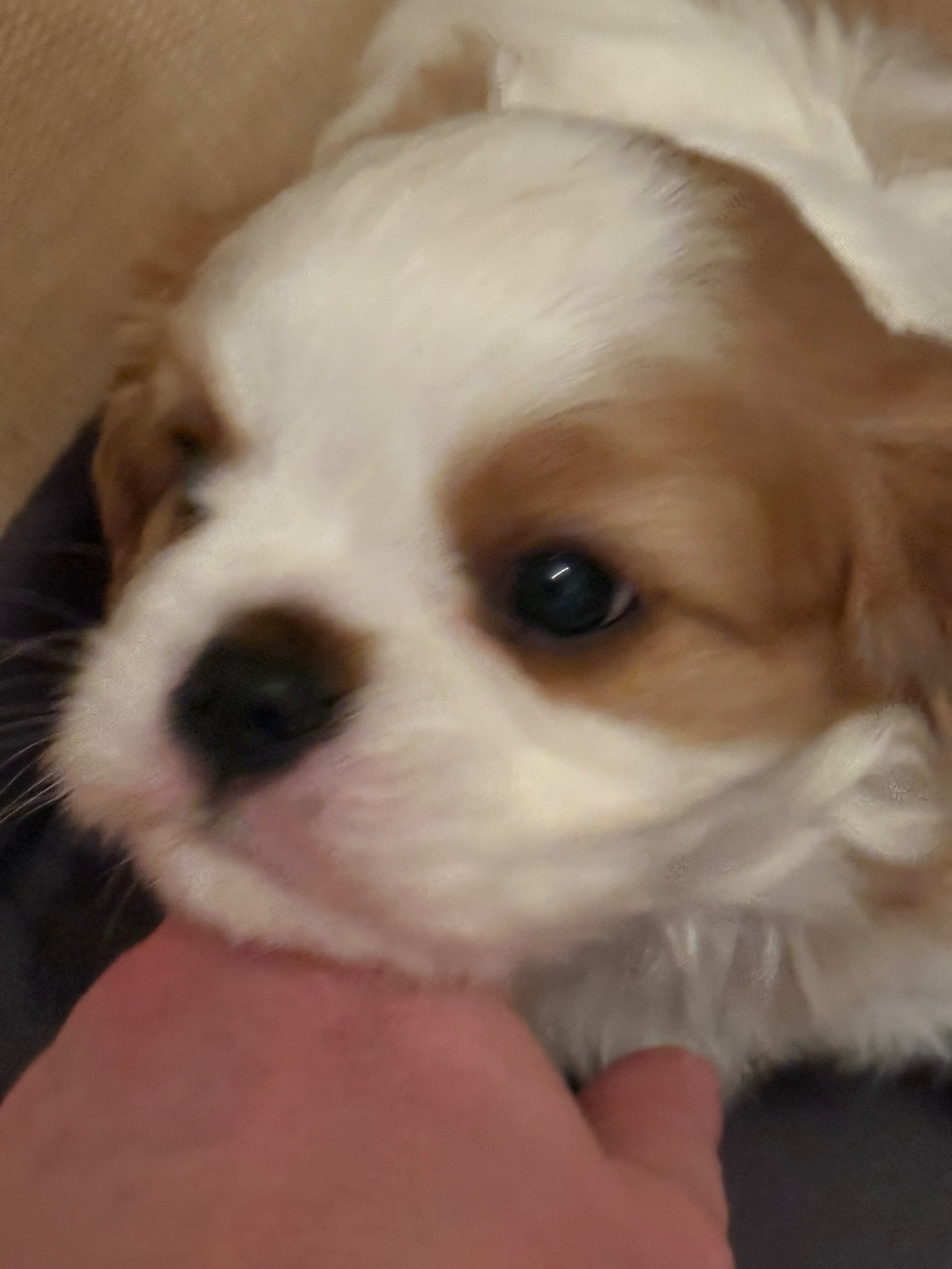 Des Mémoires De La Forêt D’Arduinna - Chiots disponibles - Cavalier King Charles Spaniel