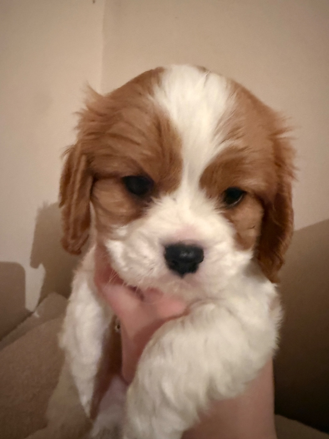Des Mémoires De La Forêt D’Arduinna - Chiots disponibles - Cavalier King Charles Spaniel