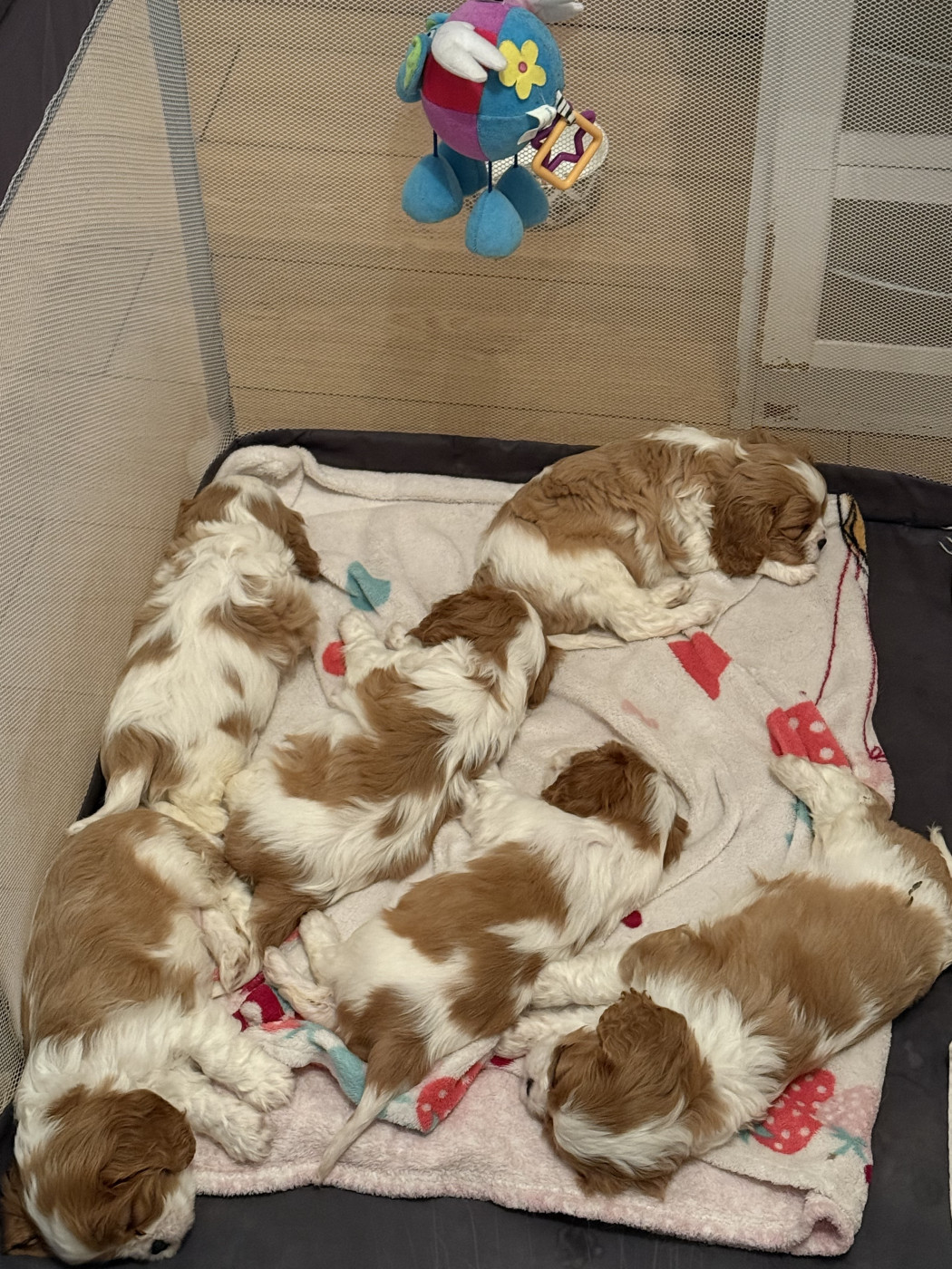 Chiot Cavalier King Charles Spaniel Des Mémoires De La Forêt D’Arduinna